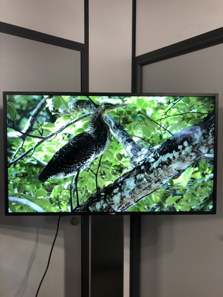 Écran professionnel 4K Philips Q-Line + support